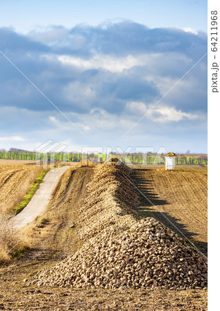 sugar beet near Jaroslavice, Southern Moravia, sugar beet near Jaroslavice, Southern Moravia, 64211968