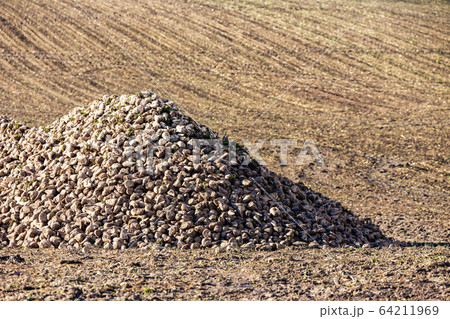 sugar beet near Jaroslavice, Southern Moravia, sugar beet near Jaroslavice, Southern Moravia, 64211969