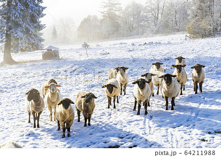Sheep in Orlicke hory, Eastern Bohemia, Czech 64211988