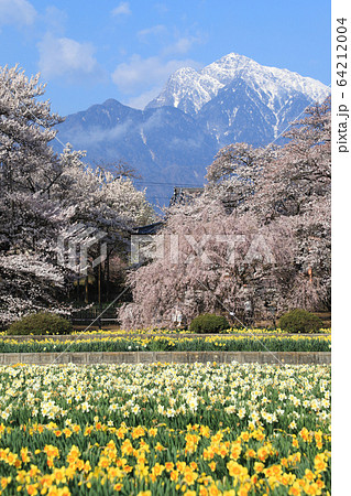 実相寺 桜 山高神代桜 実相寺 桜 山高神代桜 64212004