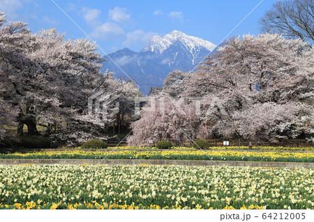 実相寺 桜 山高神代桜 実相寺 桜 山高神代桜 64212005