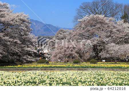 実相寺 桜 山高神代桜 実相寺 桜 山高神代桜 64212016