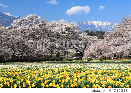 実相寺　桜　山高神代桜 64212018