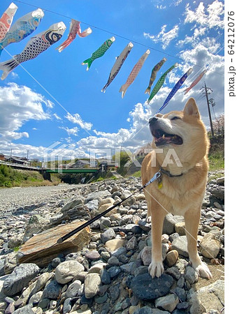 青空にたなびく鯉のぼりと柴犬(オス)和歌山県伊都郡九度山町 丹生川 青空にたなびく鯉のぼりと柴犬(オス)和歌山県伊都郡九度山町 丹生川 64212076