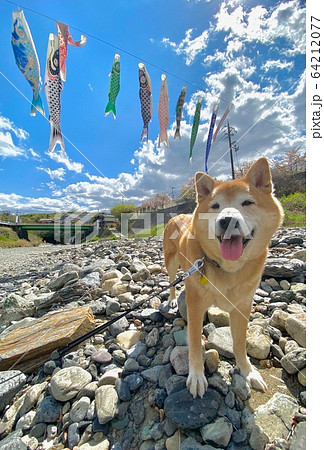 青空にたなびく鯉のぼりと柴犬(オス)和歌山県伊都郡九度山町 丹生川 青空にたなびく鯉のぼりと柴犬(オス)和歌山県伊都郡九度山町 丹生川 64212077