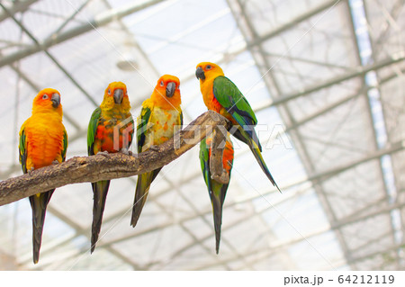 複数のコガネメキシコインコ 64212119