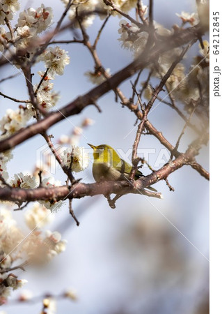 白梅とメジロ 64212845