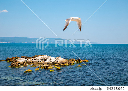 Black sea and seagull in Nessebar, Bulgaria 64213062