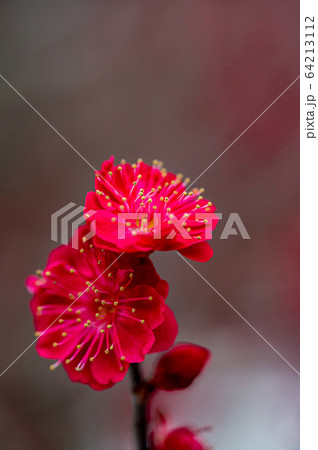 赤色の梅の花、宝塚中山梅林にて 64213112