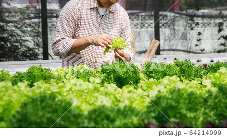 Farmer harvest organic hydroponic green oak lettuce 64214099