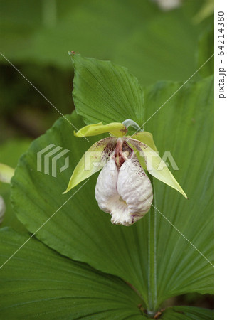 クマガイソウの花 64214380
