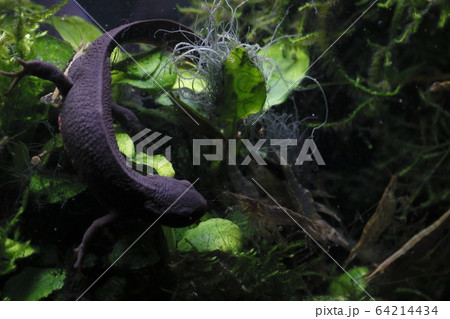アカハライモリ アカハライモリ 64214434