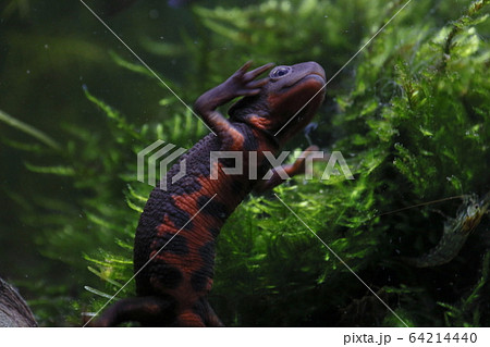 アカハライモリ アカハライモリ 64214440