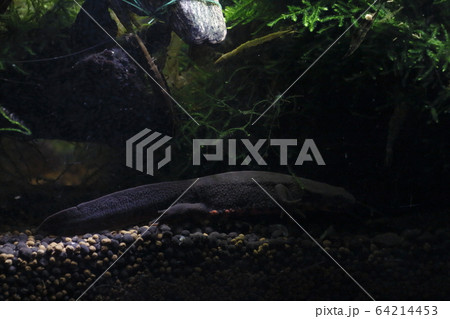 アカハライモリ 64214453
