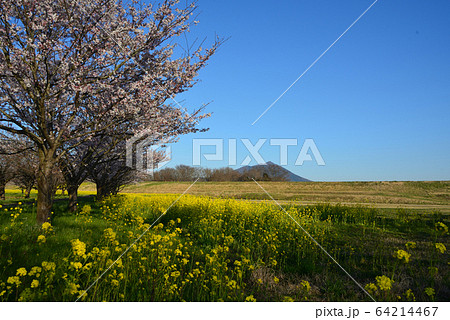筑波山と桜 筑波山と桜 64214467
