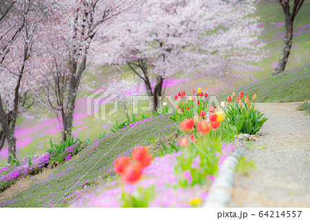 ピンク小道 64214557