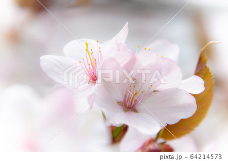 さくらさく さくらさく 64214573