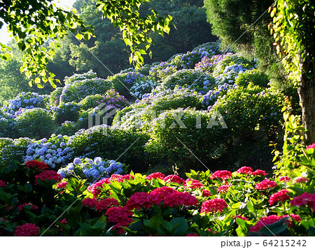 紫陽花まつり 佐賀の風景2の写真素材