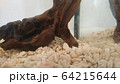 かわいいどじょう 64215644