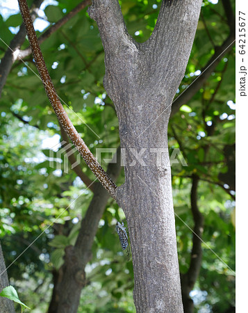 ツクツクボウシ　～昼間版～ 64215677