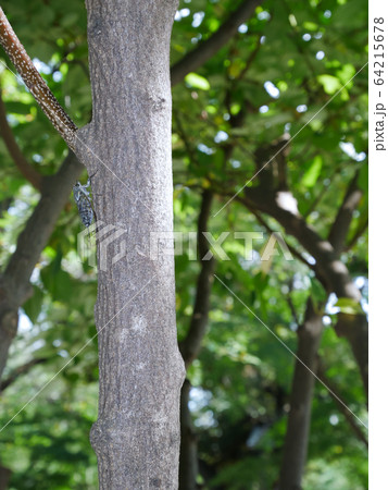 ツクツクボウシ ~昼間版~ ツクツクボウシ ~昼間版~ 64215678