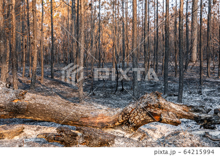 Tropical rainforest burnt by wildfire. 64215994
