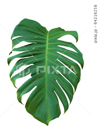 Green Leaf Of Monstera On White Background, Real 64216258