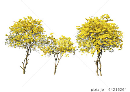 golden tree, yellow flowers tree, tabebuia 64216264