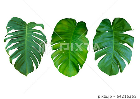 Collection Of Green Leaf Monstera On White 64216265