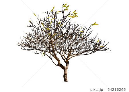 Plumeria Tree (Frangipani Trees) Isolated On White 64216266