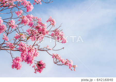pink trumpet tree or Tabebuia rosea; fresh pink pink trumpet tree or Tabebuia rosea; fresh pink 64216840