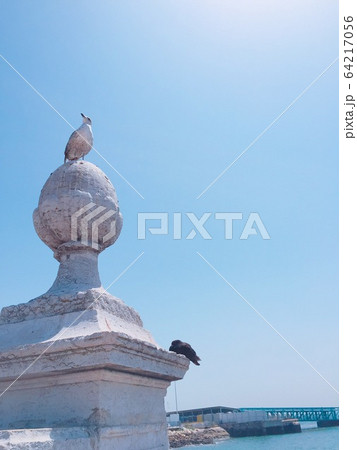 海 カモメ 夏 64217056