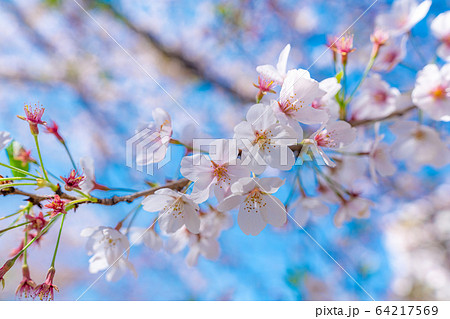 日本の春 北越谷 逆川緑の道沿いの桜並木 64217569