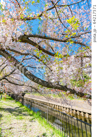 日本の春 北越谷 逆川緑の道沿いの桜並木 64217571