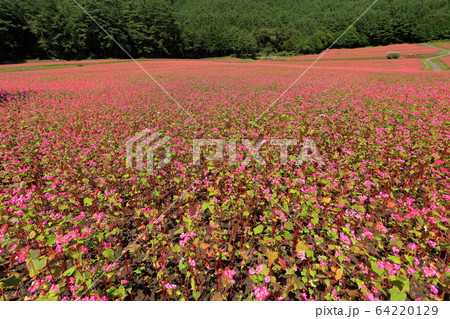 【長野県】晴天下の赤そばの里 64220129