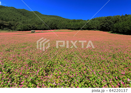 【長野県】晴天下の赤そばの里 64220137