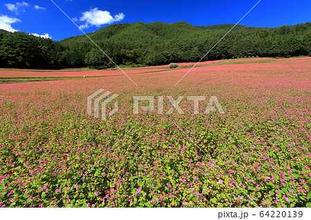 【長野県】晴天下の赤そばの里 64220139