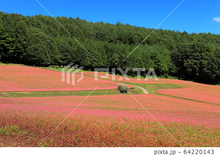 【長野県】晴天下の赤そばの里 64220143