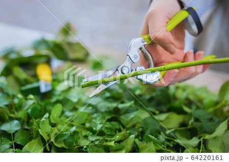 Professional florist working at flower store - close up view 64220161