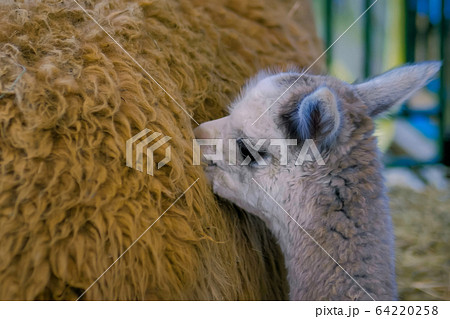 Cute little alpaca with mother at agricultural animal exhibition, trade show 64220258