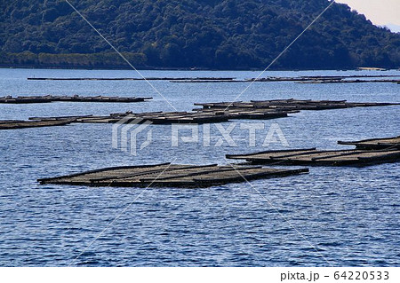 瀬戸内・海の幸 牡蠣の養殖 64220533