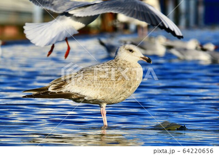 朝日がまぶしい晴海客船ターミナル 64220656
