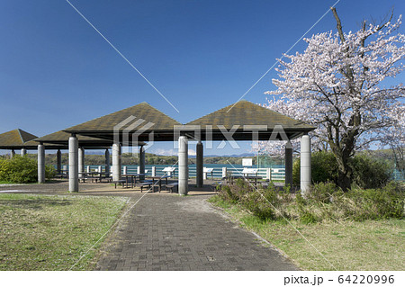 桜咲く狭山湖　北岸の東屋 64220996