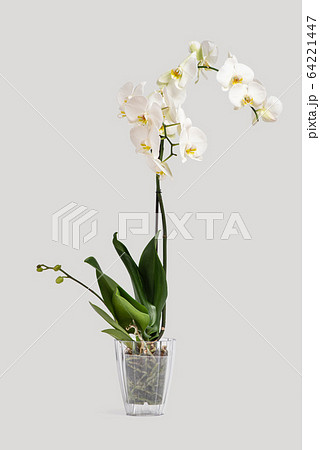 Beautiful and fragrant white phalaenopsis orchid in a pot on a gray background. On one of the stems buds begin to blossom 64221447