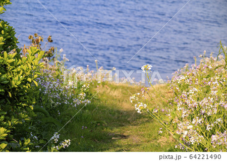 湘南(春) 湘南(春) 64221490