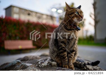 公園のキジトラ猫 64221894