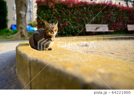公園のキジトラ猫 64221900