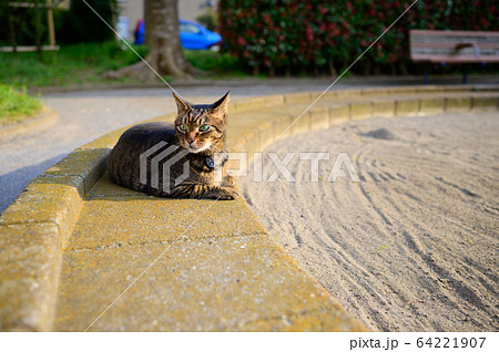 公園のキジトラ猫 公園のキジトラ猫 64221907