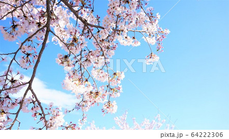 左に桜と雲、右に空（文字入力可能） 64222306