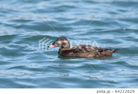 ビロードキンクロのオス ビロードキンクロのオス 64222629